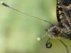Aglais urticae